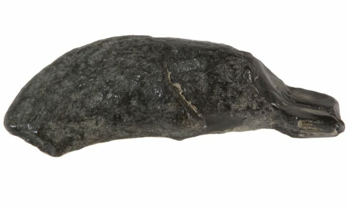 Fossil Odontocete (Toothed Whale) Tooth - Maryland #41328